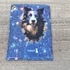 10.0 border collie
