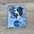 18.0 border collie
